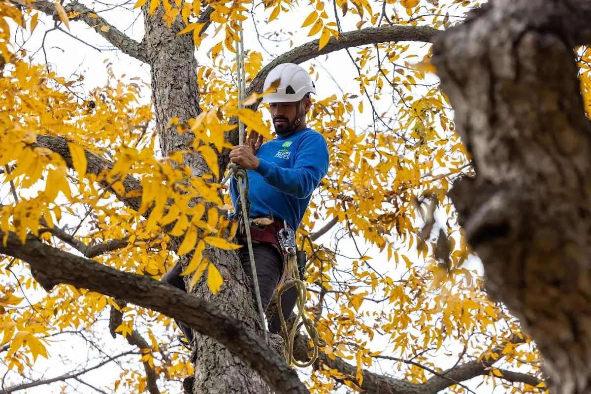 Skilled Tree Planing crew working in Crestwood